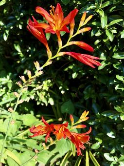 夏の花 ヒオウギ 夏の花 ヒオウギの写真