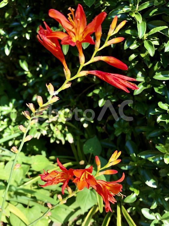 夏の花　ヒオウギ 夏,ヒオウギ,花の写真素材