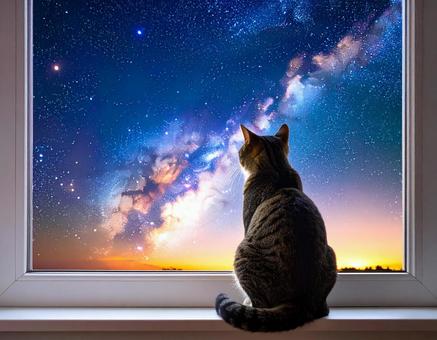 猫と宇宙の写真