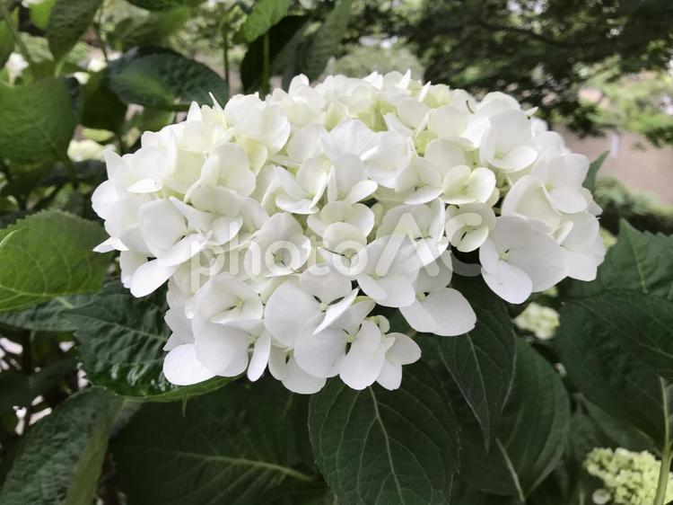 野外に咲く白いアジサイの花 アジサイ,白,あじさいの写真素材