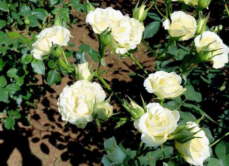 バラ バラの写真