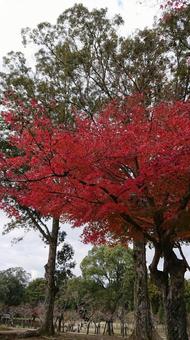 紅葉 紅葉の写真