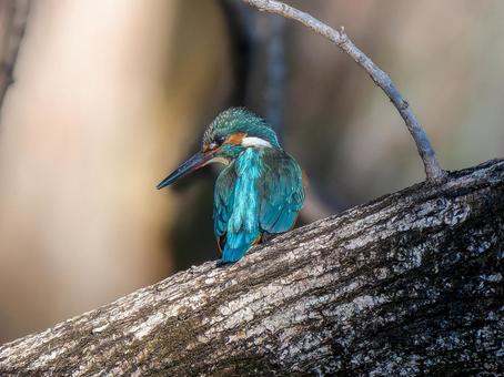 枝にとまるカワセミ 枝にとまるカワセミ カワセミ,野鳥,鳥の写真素材