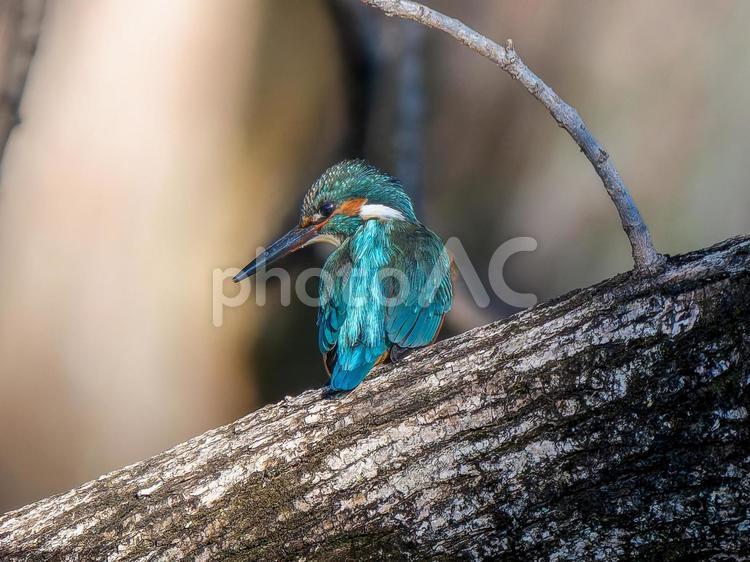 枝にとまるカワセミ カワセミ,野鳥,鳥の写真素材