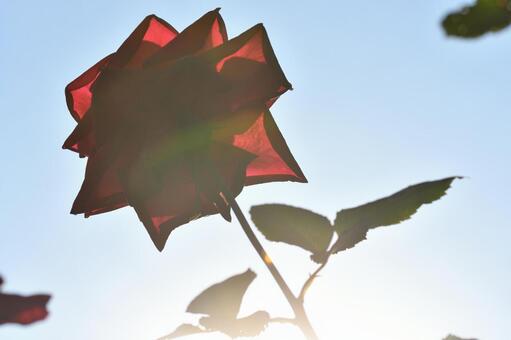 薔薇 薔薇の写真