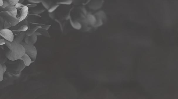 Hydrangea Black and White-Light 16:9, JPG Hydrangea Black and White-Light 16:9, JPG