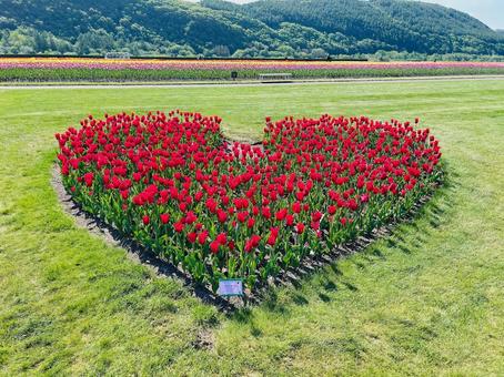 チューリップアート チューリップアートの写真