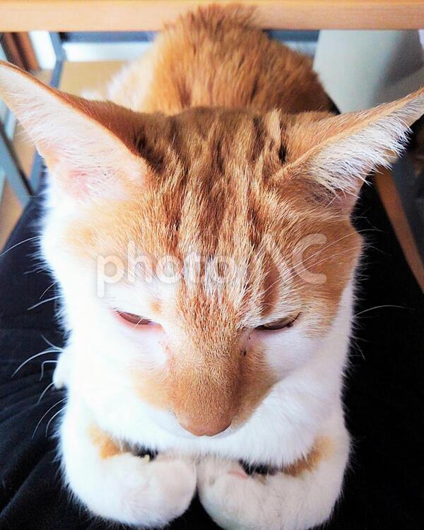手をしまう猫 手をしまう猫,猫,ネコの写真素材