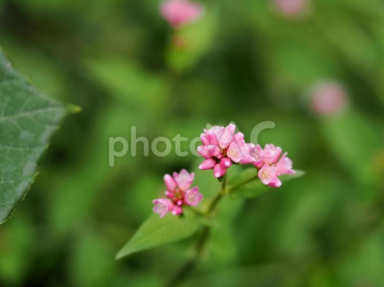ソバのある風景 ソバ,フラワー,花の写真素材