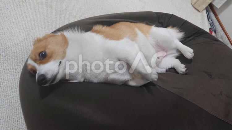 耳ぺったんお昼寝中　 コーギー,愛犬,犬の写真素材