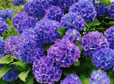 Photo, hydrangea, june, purple, 