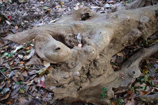 落ち葉に埋もれる奇妙な形の朽木 枯れ木,朽木,木の写真素材