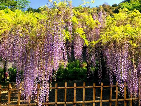 Wisteria flower♪, JPG Wisteria flower♪, JPG