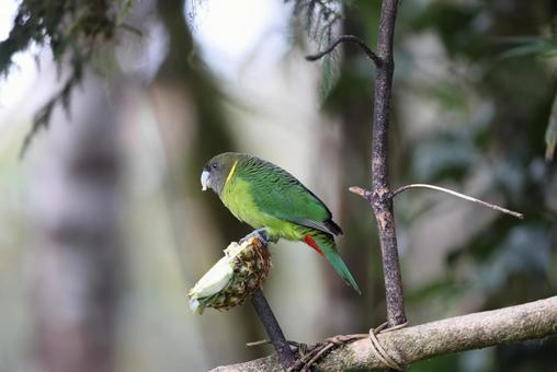 キクビワインコ キクビワインコ キクビワインコ,パプアニューギニア,ニューギニア島の写真素材