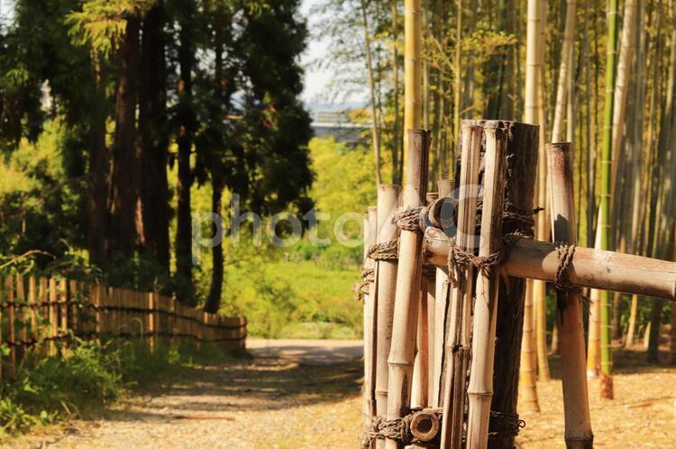 竹林の先は２ 竹林,道,小道の写真素材