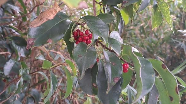 サネカズラの実 山野草,群生,綺麗の写真素材