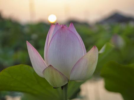 Morning sun and lotus flower, JPG