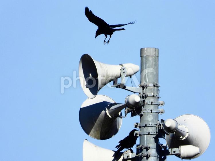 スピーカーにとまるペアのカラス 鳥,野鳥,カラスの写真素材