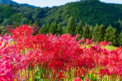 山里を彩る彼岸花の群生 山里を彩る彼岸花の群生 彼岸花,曼珠沙華,赤の写真素材