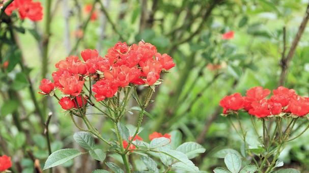 河津バカテル公園　秋バラ 薔薇,秋,花の写真素材