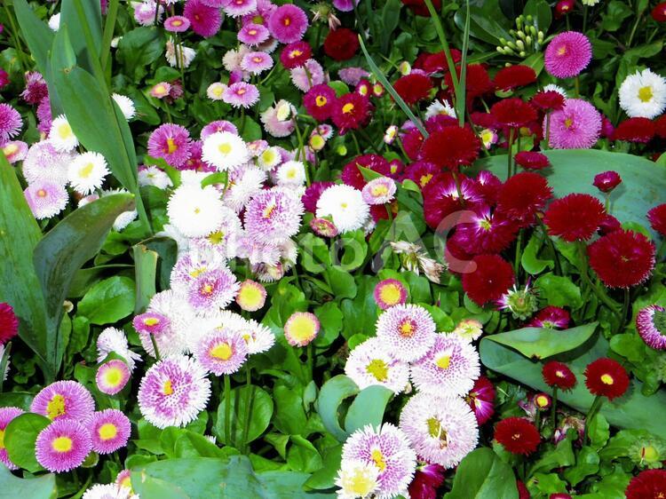 ピンク系の花　デイジー　グリーン植物 花,ガーデン,白の写真素材