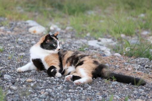 砂利に寝転ぶ三毛猫 砂利に寝転ぶ三毛猫の写真