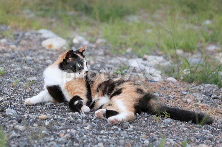砂利に寝転ぶ三毛猫 三毛猫,雌猫,野良猫の写真素材