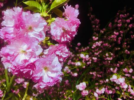 夜の花 夜の花の写真