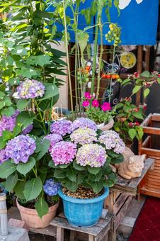 ［街角スナップ］紫陽花の鉢植え 紫陽花,アジサイ,あじさいの写真素材