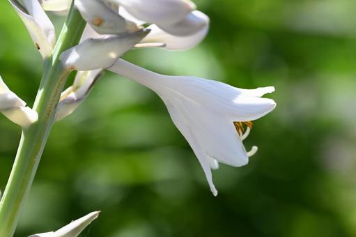 家の庭で咲いたオオバギボウシの花 家の庭で咲いたオオバギボウシの花の写真