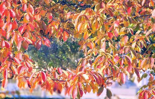 桜の紅葉 紅葉,桜,桜の木の写真素材