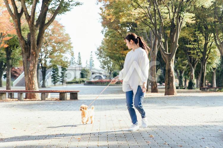 犬の散歩をする女性（全身） 犬,ペット,トイプードルの写真素材