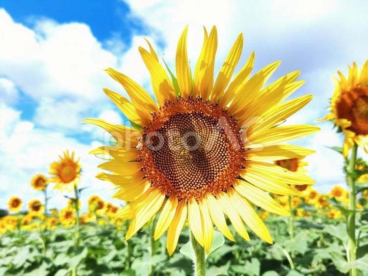 夏のひまわり畑 空,ひまわり,向日葵の写真素材