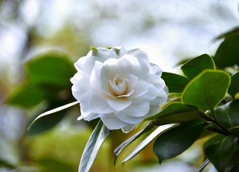 Photo, বসন্ত, স্বাভাবিকভাবে, জামজাতীয় গাছবিশেষ, 