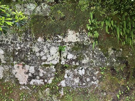 苔むす石垣 知覧武家屋敷 苔むす石垣 知覧武家屋敷の写真