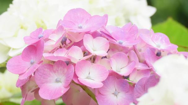 Photo, hydrangea, flower, early summer, 