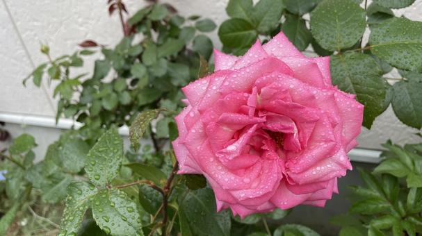 庭のバラ② 庭のバラ② 薔薇,ピンク,春の写真素材