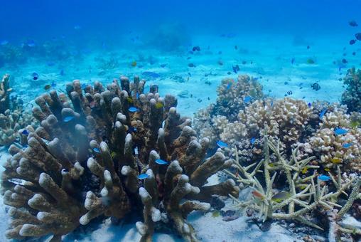 沖縄・西表島 青い海と珊瑚礁 沖縄・西表島 青い海と珊瑚礁 スキューバダイビング,ダイビング,珊瑚礁の写真素材