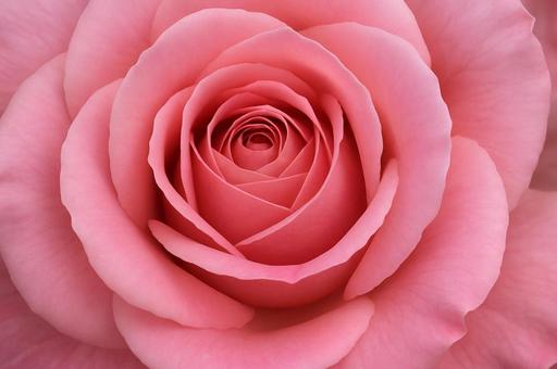 ピンクのバラのクローズアップの写真