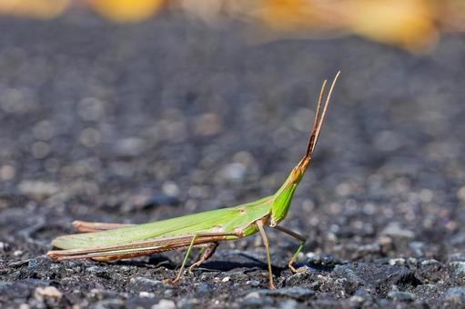 ショウリョウバッタの写真