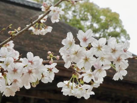 Cherry blossoms blooming at Tosa Kokubunji Temple, JPG Cherry blossoms blooming at Tosa Kokubunji Temple, JPG