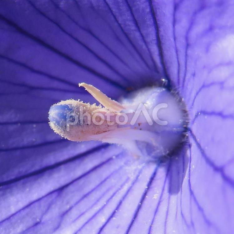 キキョウ（桔梗） キキョウ,桔梗,花の写真素材
