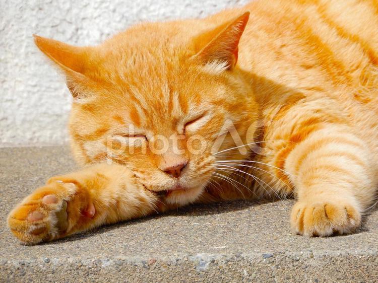 日向ぼっこして寝る野良猫の顔のアップ 猫,ネコ,野良猫の写真素材