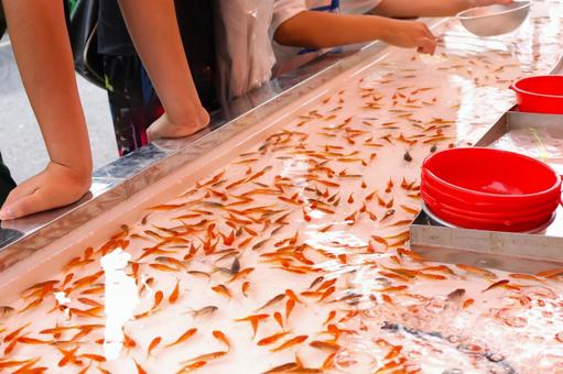 お祭り屋台の金魚すくい3　夏祭り露店 祭り,屋台,金魚すくいの写真素材