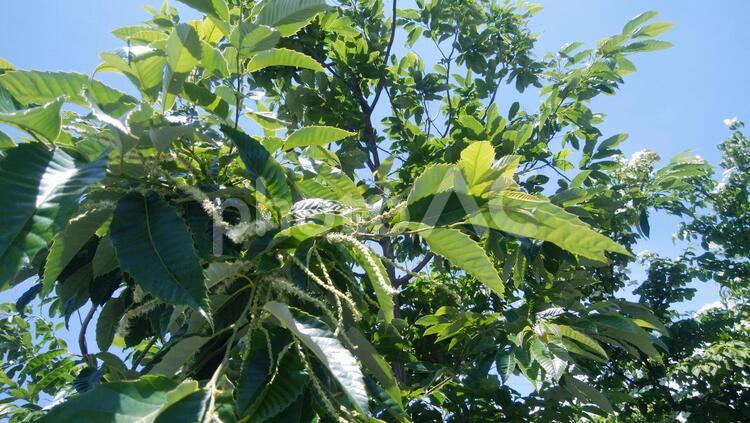陽が当たる栗の木_1 葉,栗の葉,栗の木の写真素材