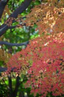 紅葉 紅葉,秋,葉の写真素材