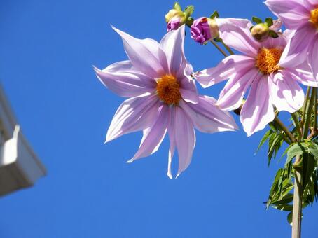 【花の写真】皇帝ダリア 皇帝ダリア,コウテイダリア,植物の写真素材