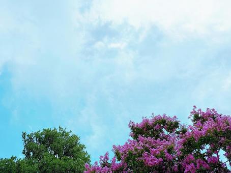 青空とサルスベリの花 青空とサルスベリの花の写真