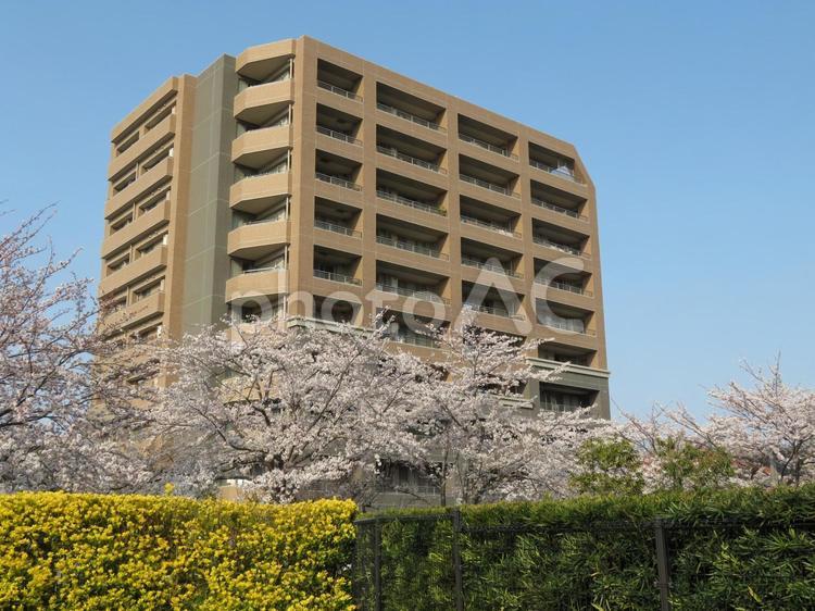 マンション前を彩る桜と植え込みの木々 建物,マンション,住宅の写真素材