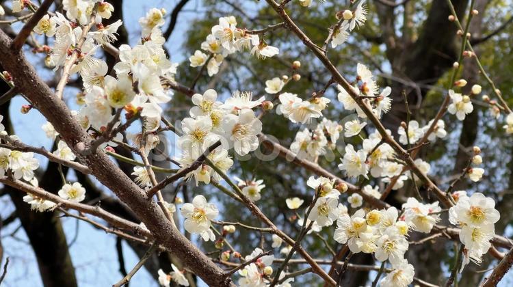 初夏の梅の花　満開に咲き誇るカワイイ花 梅,梅の木,満開の写真素材